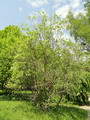 بیدمشک